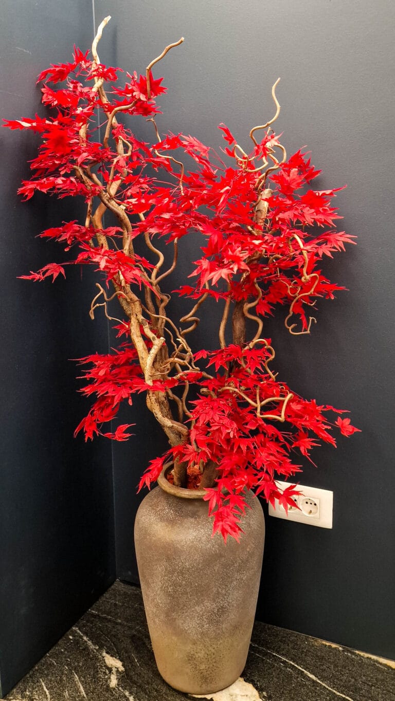 Arbore stabilizat_Artar japonez_Decor floral casa_Plante conservate_Plante stabilizate