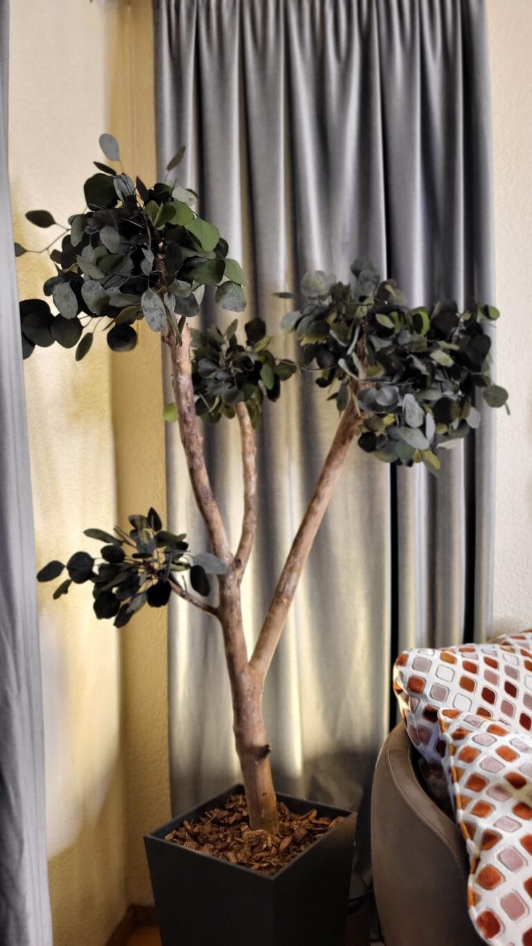 Copaci stabilizati_Arbori ornamentali_Arbore eucalipt